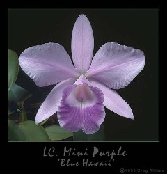 Link to Jasmine Lynden Celebrant Website